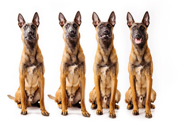 Malinois dog isolated on white. Dogs emotion. 