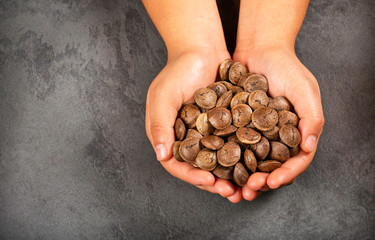Hands holding sacha inchi peanut - Plukenetia volubilis