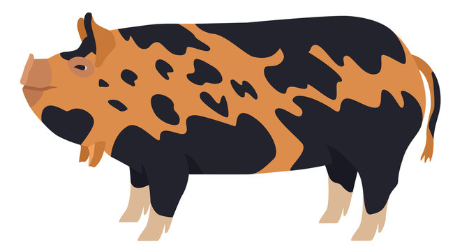 Farming today The Kunekune Breeds of domestic pigs Vector illustration Isolated object