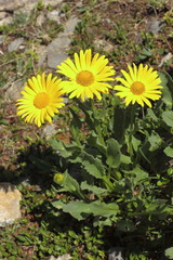 Grossblütige Gämswurz, Doronicum grandiflorum