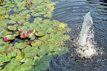 Obraz na płótnie Canvas Water lily pond in beautiful garden - Thailand