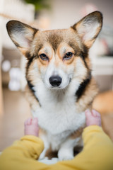 Welsh corgi pembroke dog with a baby toddler at home, calm