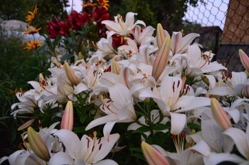 Many lilies in natural light photo