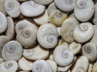 closeup of shells.