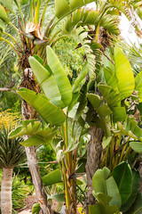 Tropical Garden with Banana Palm Tree and Other Plants.
