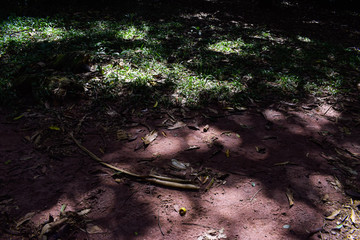 Sombra de árvore no chão de terra