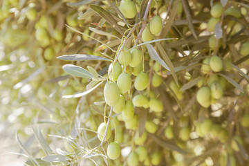 Green olives and olive branches with leaves, close up candid nature shot