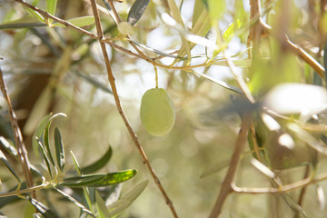 Green olives and olive branches with leaves, close up candid nature shot
