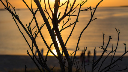 Fototapeta premium galhos em silhueta no deck porto de Punta del Este, Uruguai