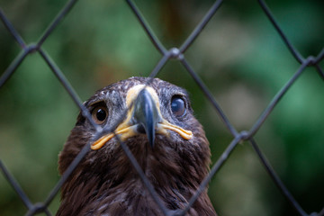 Golden Eagle in captivity