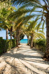 Palm Tree Alley on Picturesque Coast of Mediterranean Sea on Cyprus Island.