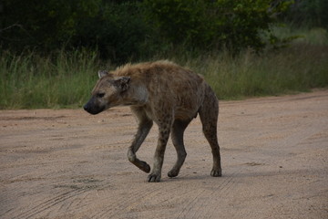 Hyenas passing by the side of the road, ZA