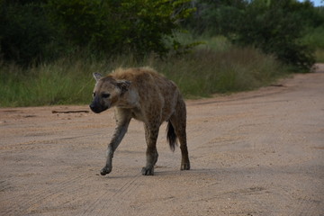 Hyenas passing by the side of the road, ZA