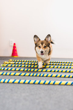 Welsh corgi pembroke dog doing cavaletti excercise