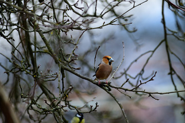 Portrait of the hawfinch sitting on tree branch in the winter
