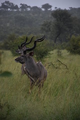Kudu Bulls portraits in the jungle, ZA