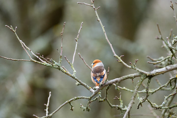 Portrait of the hawfinch sitting on tree branch in the winter