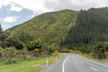 highway bending under slopes covered with blossoming broom shrubs in hilly green countryside at Rai Valley, Marlborough, New Zealand