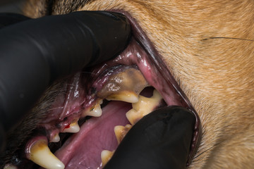 dog with gingivitis and teeth with tartar