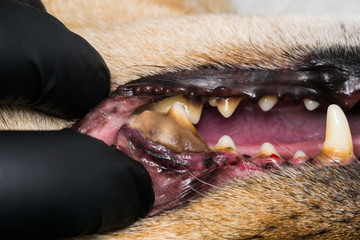 dog with gingivitis and teeth with tartar