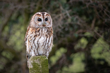 Close portrait of a tawny owl, Strix aluco, as it sits perched on a post with eyes wide open staring forward