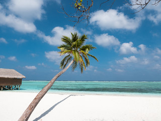 Palm Tree on Beach on Maldives with Cloudy Sky.