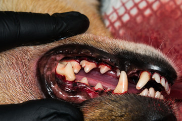 close-u photo of a dog teeth after tartarectomy or dental scalling