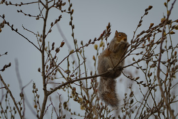 2020-03-08 A RED SQUIRREL AT THE UNIVERSITY OF WASHINGTON BOTANICAL GARDENS AT DAWN