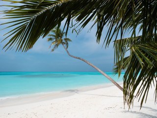 Naklejka na ściany i meble Palm Tree on Beach on Maldives with Cloudy Sky.