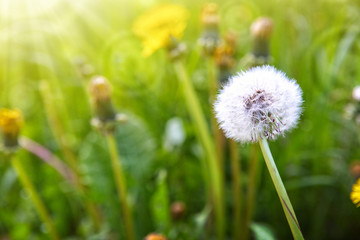 White blooming dandelion in a green lawn.