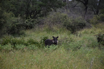 Fototapeta na wymiar African wildboar in Kruger National Park, ZA