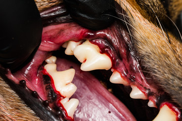 close-u photo of a dog teeth after tartarectomy or dental scalling