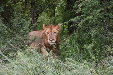 The king emerging from the grass, ZA