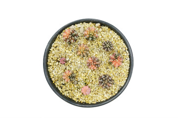 Cactus beautiful plant summer minimal style