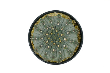 Cactus beautiful plant summer minimal style