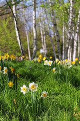 Beautiful spring time nature background.Sunny day view with assorted daffodils and spring flowers scattered in the green grass between birch trees in a shallow depth of field. Wisconsin, Midwest USA. 