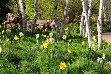 Beautiful spring time nature background. Scenic view with assorted daffodils and spring flowers...