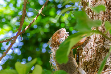 iguana nella natura caraibica