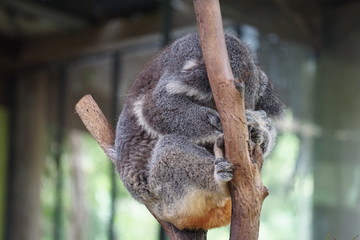Sleeping koala