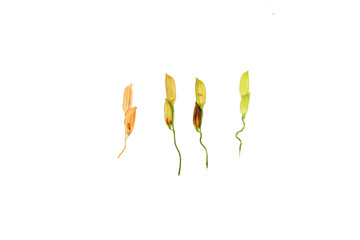 Rice closeup on white background