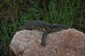 Water Monitor Lizard catching some sun on a rock, ZA