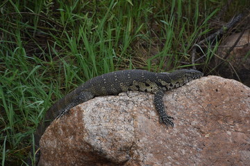 Water Monitor Lizard catching some sun on a rock, ZA