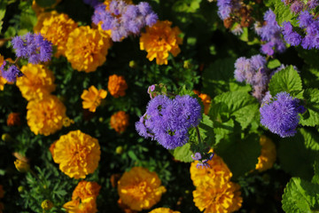 Beautiful violet flowers in the garden, top view.