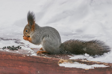 Beautiful fluffy squirrel in a winter park nibbles seeds. Photo of a wild animal in vivo.