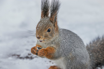 Naklejka na ściany i meble Beautiful fluffy squirrel in a winter park nibbles seeds. Photo of a wild animal in vivo.