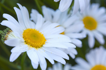 Obraz premium Macro Shot of white daisy flowers in sunset light.