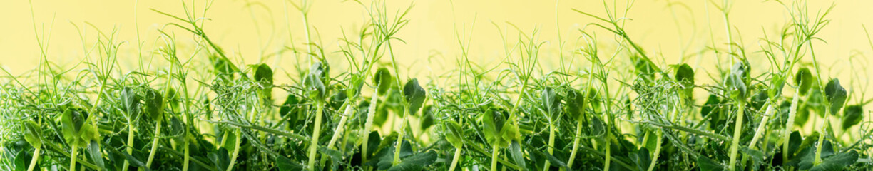 Young shoots of green pea microgreens on a yellow background. Spring concept. Copy space and Banner.