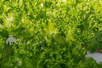 Fresh organic green oak lettuce vegetable plant farm