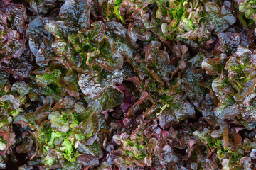Fresh organic green oak lettuce vegetable plant farm