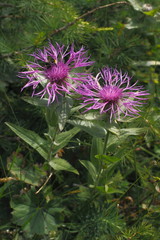 Federige Flockenblume, Centaurea nervosa 